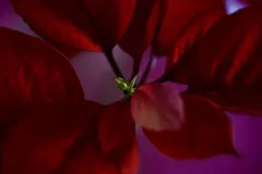 EVU_Adventsfensterapero-8850_jpg