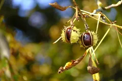 EVU_Castagnata_Oktober_2012_013_jpg