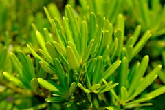 DSCN4466_JPG