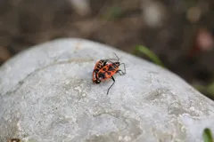 DSCF1565