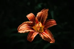 DSCF1553