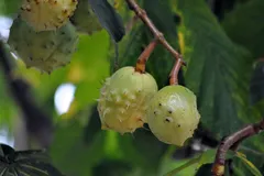 EVU_Castagnata_Oktober_2012_052_jpg