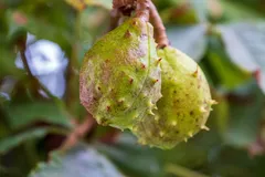 EVU_Castagnata_Oktober_2012_005_jpg