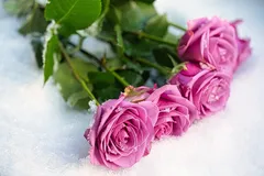Adventsfenster_4598_jpg