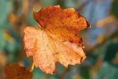 EVU_Castagnata_Oktober_2012_048_jpg
