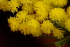 DSCN4513_JPG