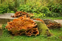 DSC00724_jpg