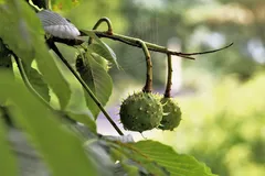 EVU_Castagnata_Oktober_2012_009_jpg