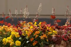 DSC00740_jpg