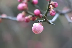 CIMG7912_jpg