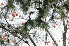 IMG_0781_jpeg