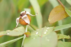 DSCF1571