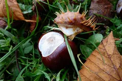 EVU_Castagnata_Oktober_2012_037_jpg